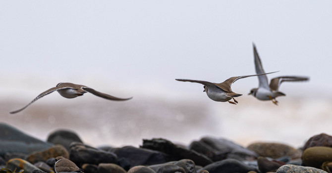 Somatoemotional Release (SER)